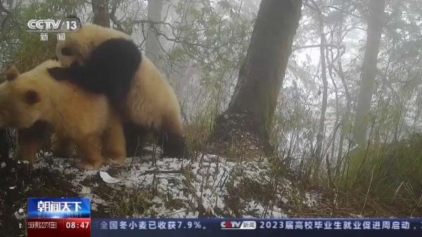 快看！白色大熊猫长这样——