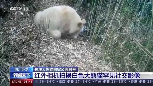 快看！白色大熊猫长这样——