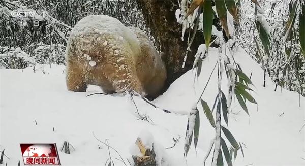 我国白色野生大熊猫完整影像首度公开 暂未发现明显健康问题