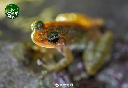 在海南热带雨林里“蛙呀蛙”