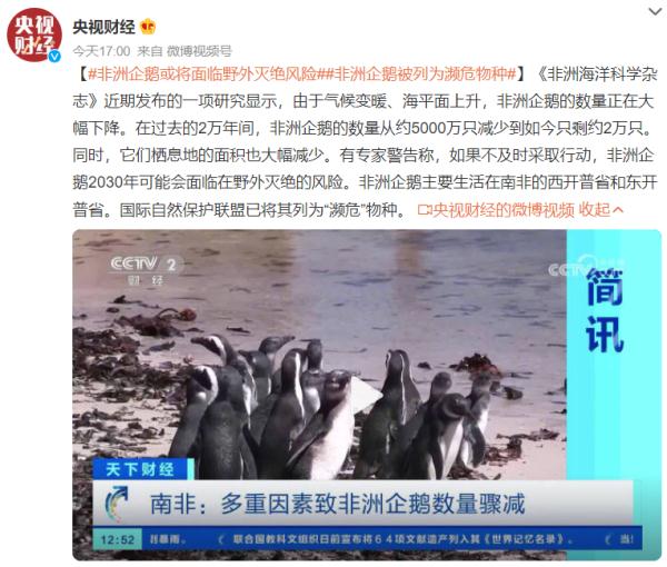 非洲企鹅被列为濒危物种,或将面临野外灭绝风险 非洲企鹅被列为濒危物种,或将面临野外灭绝风险