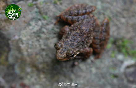 在海南热带雨林里“蛙呀蛙”