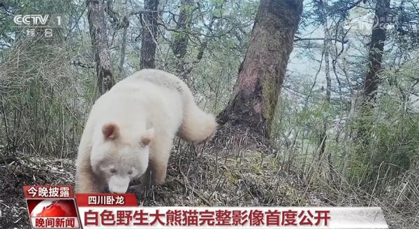 我国白色野生大熊猫完整影像首度公开 暂未发现明显健康问题