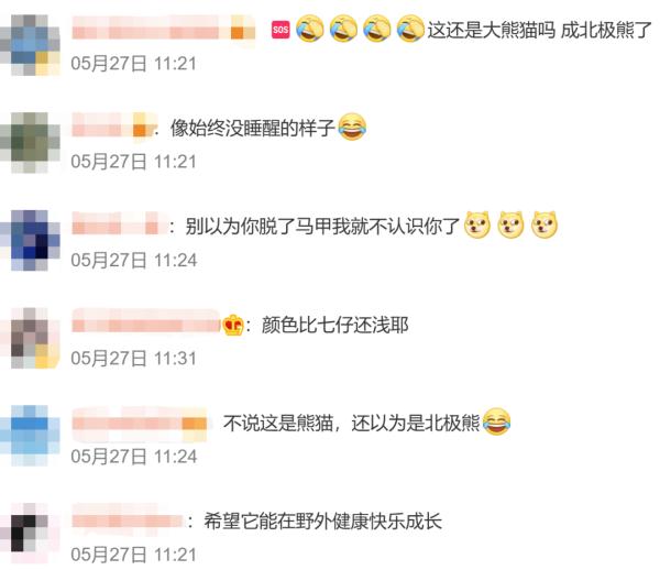 快看！白色大熊猫长这样——