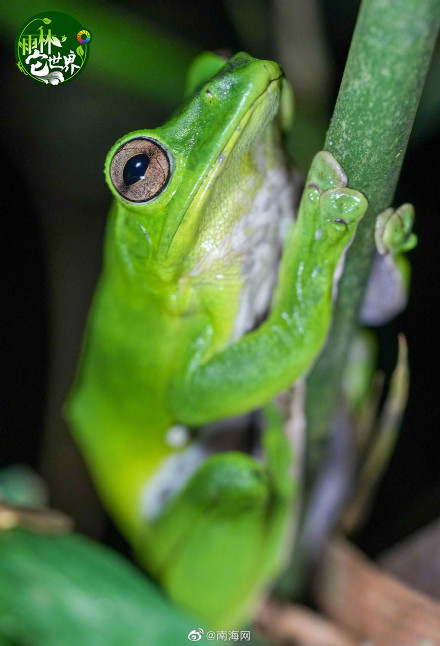 在海南热带雨林里“蛙呀蛙”