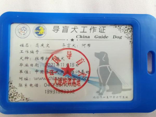 “阿布，你是我的眼！” 它，是石家庄第一只导盲犬