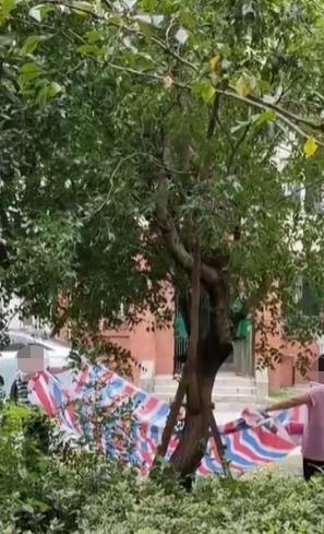 枇杷熟了，居民恼了，“花式采摘”太扰民，解决方法太无语