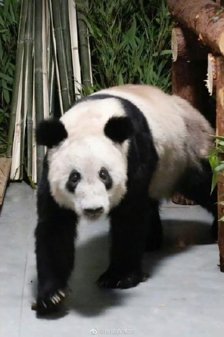 北京动物园已有11只大熊猫北京动物园已注册熊猫图形商标