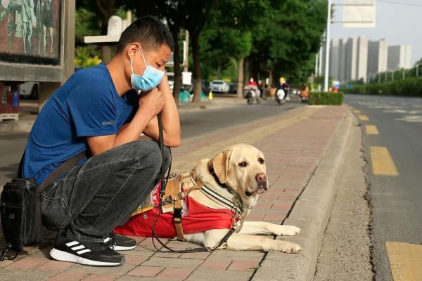 “阿布，你是我的眼！” 它，是石家庄第一只导盲犬