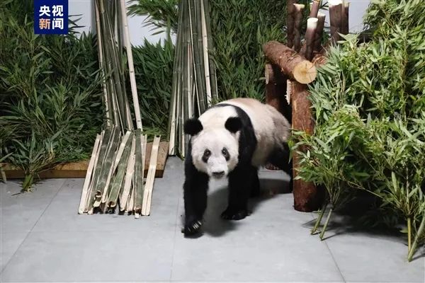 “丫丫”离开上海回到北京动物园，粉丝泪洒现场：欢迎回家！