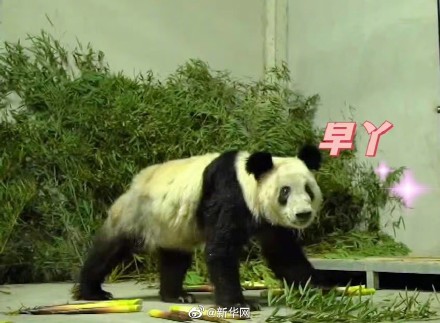 丫丫回国后的表情变化