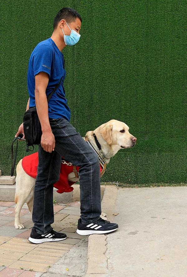 “阿布，你是我的眼！” 它，是石家庄第一只导盲犬