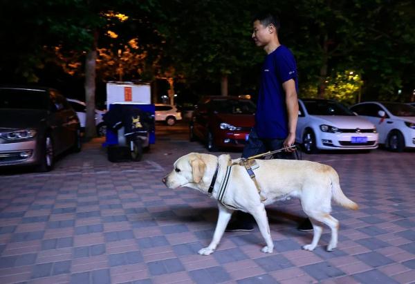 “阿布，你是我的眼！” 它，是石家庄第一只导盲犬