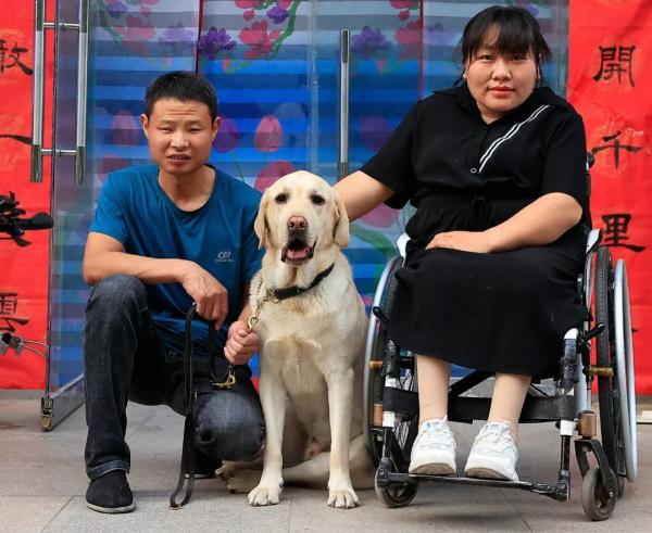 “阿布，你是我的眼！” 它，是石家庄第一只导盲犬