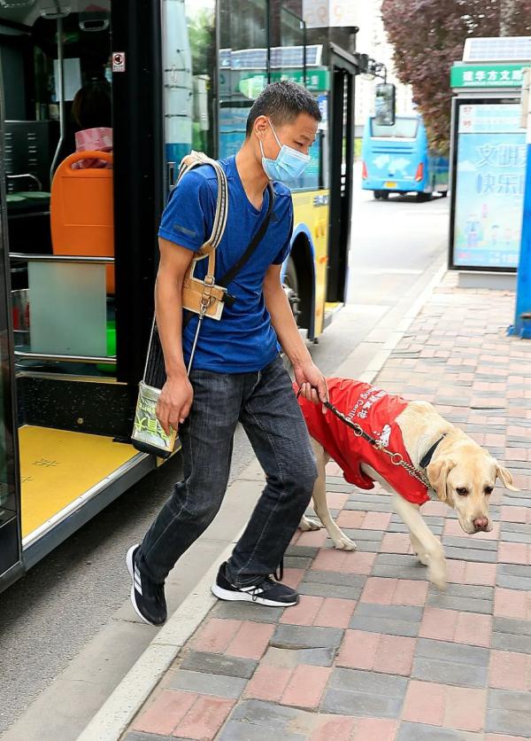 “阿布，你是我的眼！” 它，是石家庄第一只导盲犬