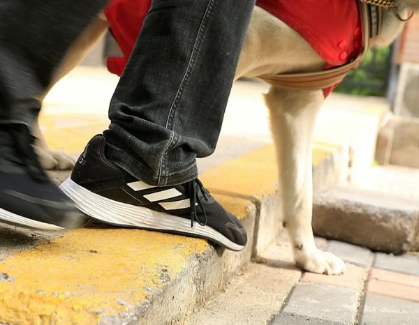 “阿布，你是我的眼！” 它，是石家庄第一只导盲犬