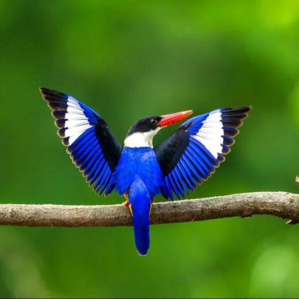 蓝翡翠,回家了! 蓝翡翠,回家了!