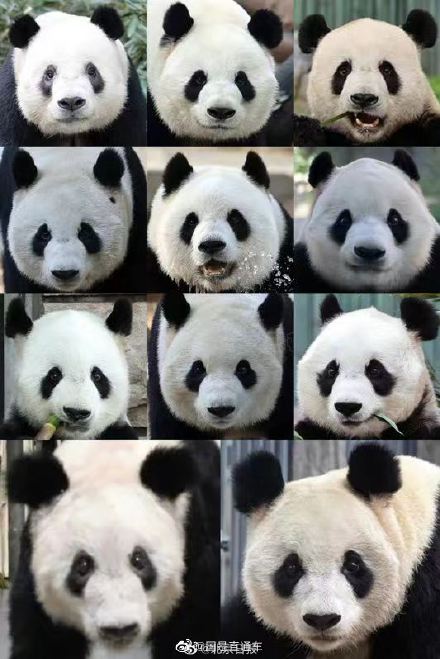 北京动物园已有11只大熊猫北京动物园已注册熊猫图形商标