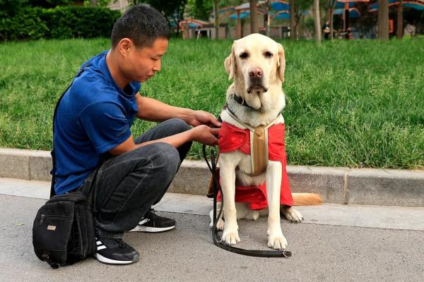 “阿布，你是我的眼！” 它，是石家庄第一只导盲犬