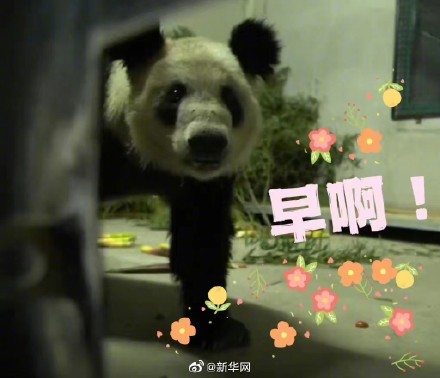 丫丫回国后的表情变化