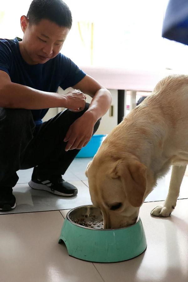 “阿布，你是我的眼！” 它，是石家庄第一只导盲犬