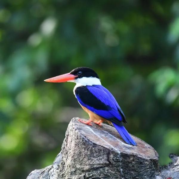 蓝翡翠,回家了! 蓝翡翠,回家了!