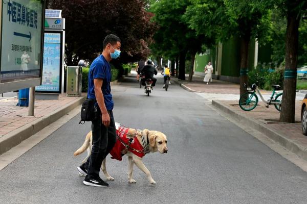 “阿布，你是我的眼！” 它，是石家庄第一只导盲犬