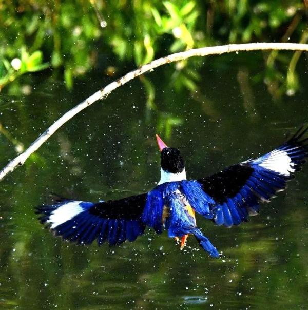 蓝翡翠,回家了! 蓝翡翠,回家了!