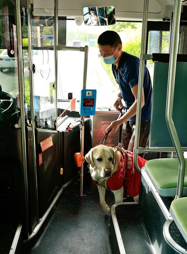 “阿布，你是我的眼！” 它，是石家庄第一只导盲犬