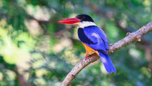 蓝翡翠,回家了! 蓝翡翠,回家了!