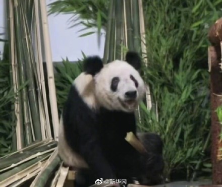 丫丫回国后的表情变化