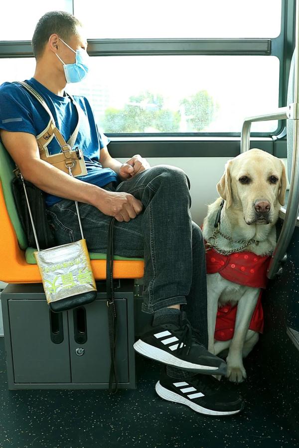 “阿布，你是我的眼！” 它，是石家庄第一只导盲犬