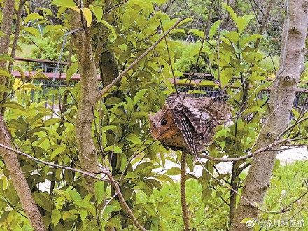 大有来头！深圳一只猫头鹰闯进民宿