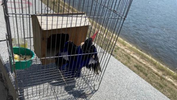 蓝翡翠,回家了! 蓝翡翠,回家了!