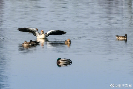 重庆两地入选首批国家林草科普基地