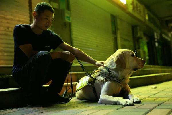 “阿布，你是我的眼！” 它，是石家庄第一只导盲犬