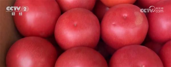 应季蔬菜大量上市 多种时令蔬菜价格出现季节性回落 应季蔬菜大量上市 多种时令蔬菜价格出现季节性回落