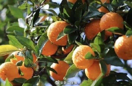 浙江的柑橘杨梅也坐火箭上天了