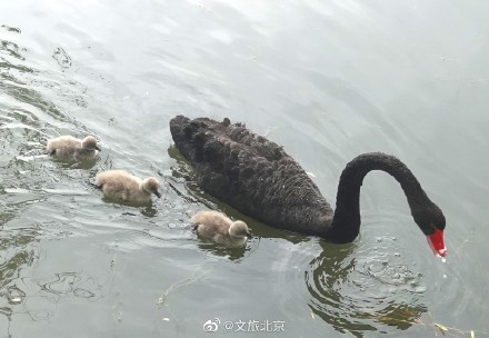 圆明园网红黑天鹅喜添六萌娃 圆明园网红黑天鹅喜添六萌娃