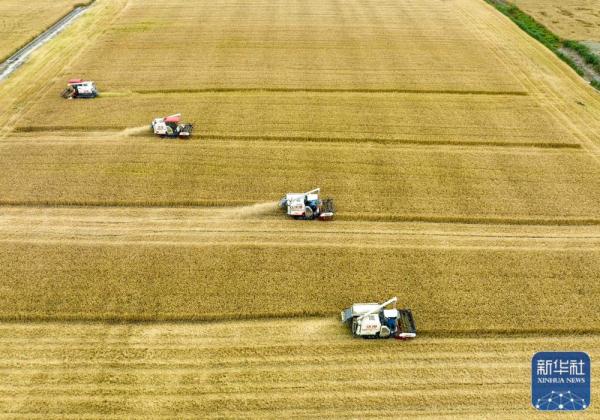 田间好“丰”景 小麦收获忙