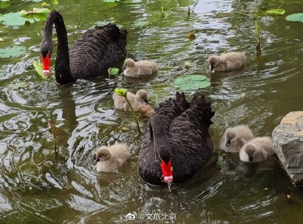 圆明园网红黑天鹅喜添六萌娃 圆明园网红黑天鹅喜添六萌娃