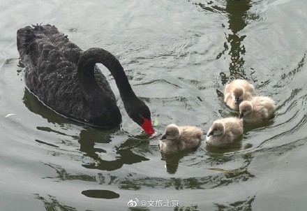 圆明园网红黑天鹅喜添六萌娃 圆明园网红黑天鹅喜添六萌娃