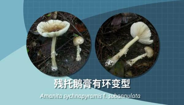 别采，别买，别吃！