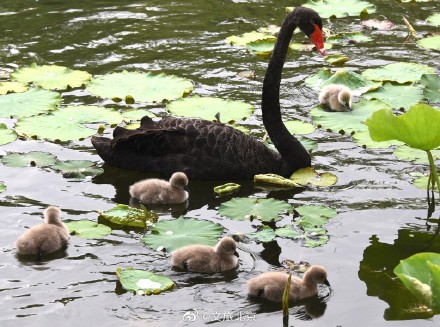圆明园网红黑天鹅喜添六萌娃 圆明园网红黑天鹅喜添六萌娃