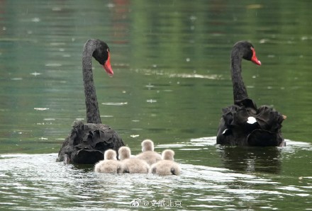 圆明园网红黑天鹅喜添六萌娃 圆明园网红黑天鹅喜添六萌娃