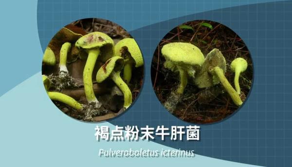 别采，别买，别吃！一地发布最新提示