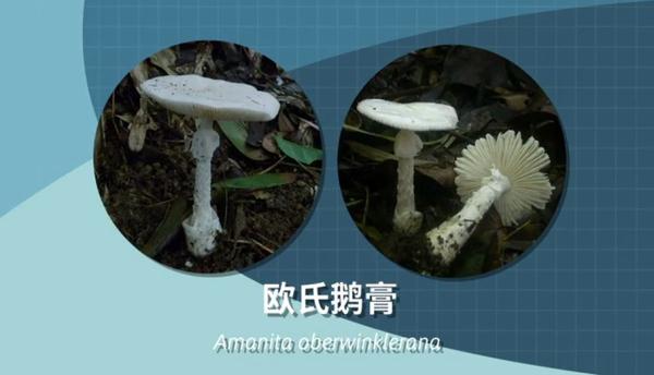 别采，别买，别吃！一地发布最新提示