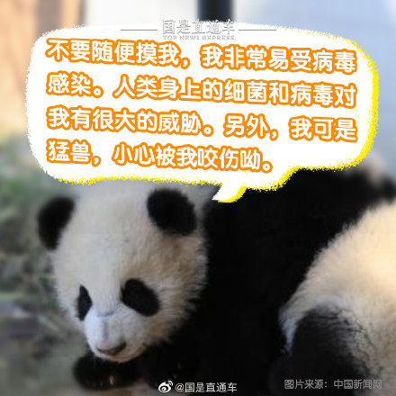 正确观熊指南来啦 正确观熊指南来啦