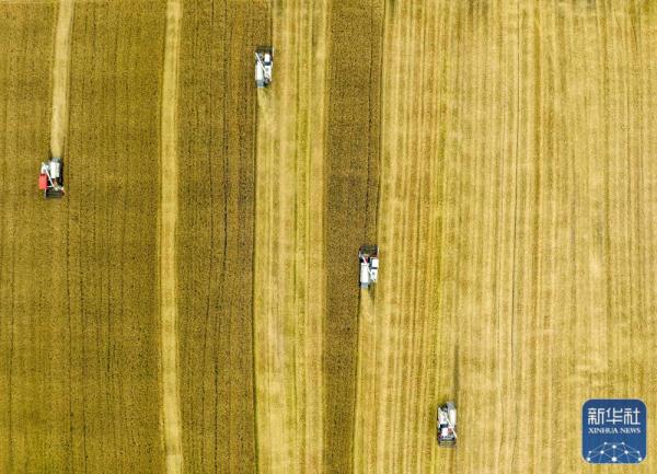 田间好“丰”景 小麦收获忙