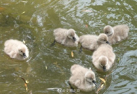 圆明园网红黑天鹅喜添六萌娃 圆明园网红黑天鹅喜添六萌娃